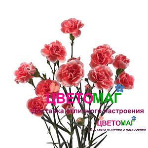 Гвоздика белая с красным кустовая