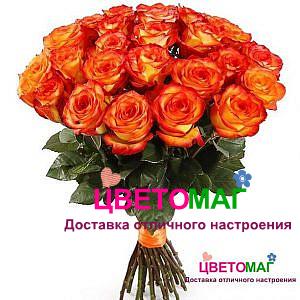 Букет 25 роз  Хай Меджик 50 см (Эквадор)