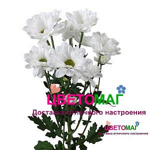 Хризантема кустовая бакарди белая