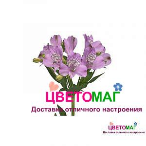 Альстромерия светло-сиреневая
