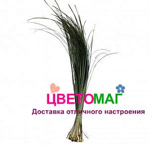 Берграс