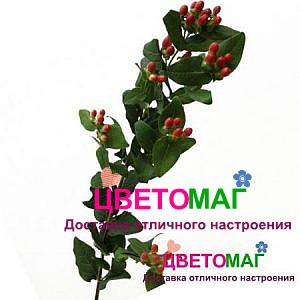 Хиперикум красный