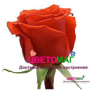 Роза Нина
