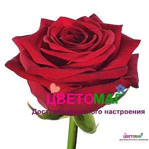 Роза красная "РЕД НАОМИ" Россия