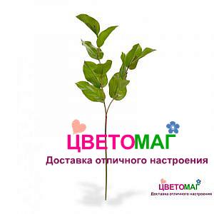 Салал