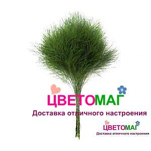 Аспарагус-Триферн