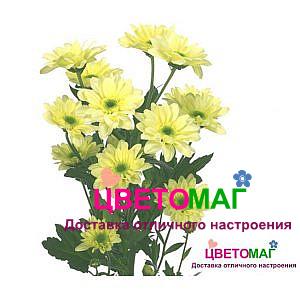 Хризантема кустовая балтика кремовая