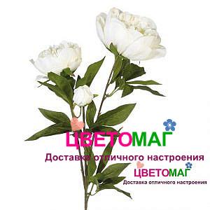 Пион  дачес дэ немоус (белый)