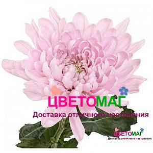 Хризантема одноголовая Алёнка нежно-розовая