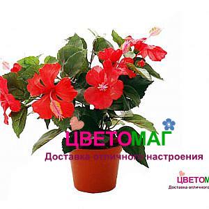 Гибискус микс