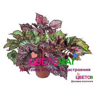 Бегония Rex