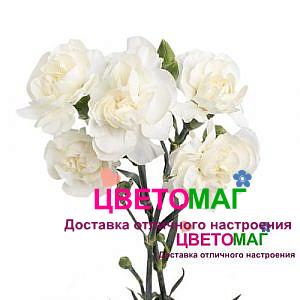 Гвоздика белая