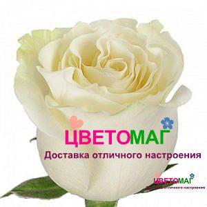 Роза Мондиаль (Mondial)
