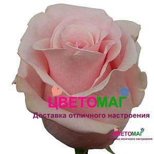 Роза Пинк Мондиаль (Pink Mondial)