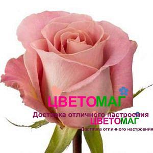 Роза Хермоза (Hermosa)
