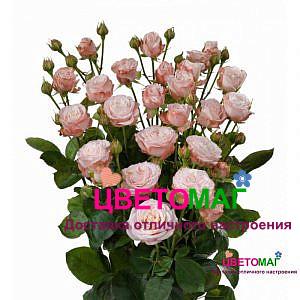 Роза кустовая пионовидная Мадам бомбастик