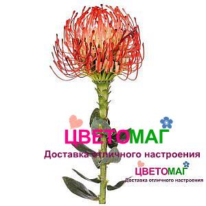 Нутан