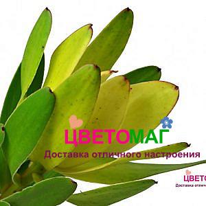 Лейкодендрон (сафари)  голдстрайк