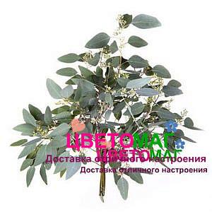 Листья эвкалипта Популус