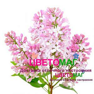 Сирень розовая