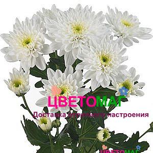 Хризантема кустовая белая бонита