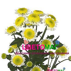 Хризантема белая сантини сан ап