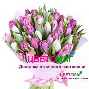Букет из  51 тюльпана белого и розового цвета