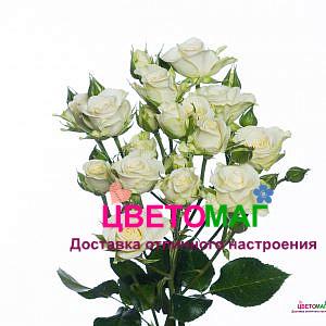 Роза белая кустовая