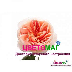 Роза пионовидная персиковая Джульет
