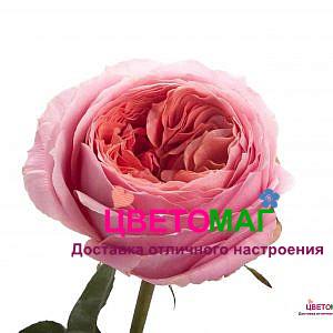 Роза пионовидная розовая Романтик Антик