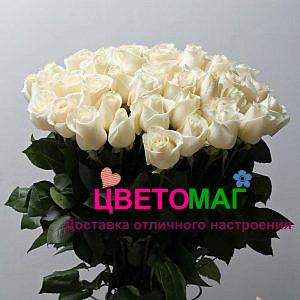 Букет 51 белая роза  Vendela 50 см (Эквадор)